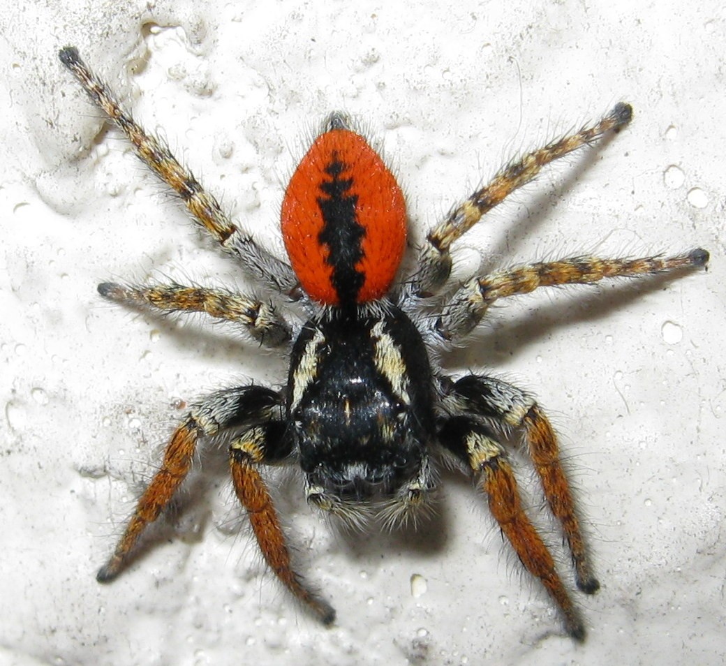 Il mo primo Philaeus chrysops